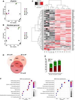 Establishment, characterization, and validation of novel porcine embryonic fibroblasts as a potential source for genetic modification